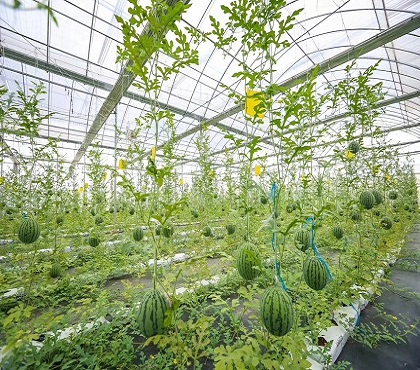 無土栽培之水培蔬菜的栽培管理要點！