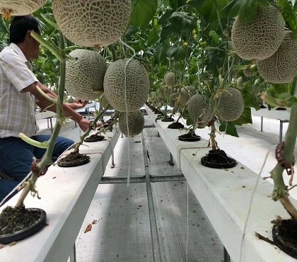 如何無土栽培蔬菜？哪些蔬菜適合無土栽培？無土蔬菜栽培技術(shù)要點