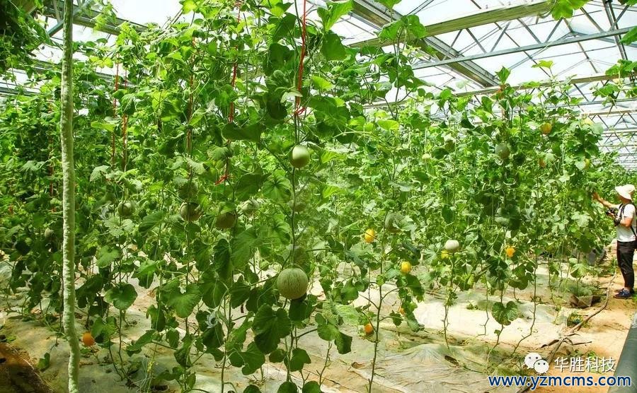 瓜果水肥一體化栽培技術(shù) 瓜果水肥一體化栽培技術(shù)