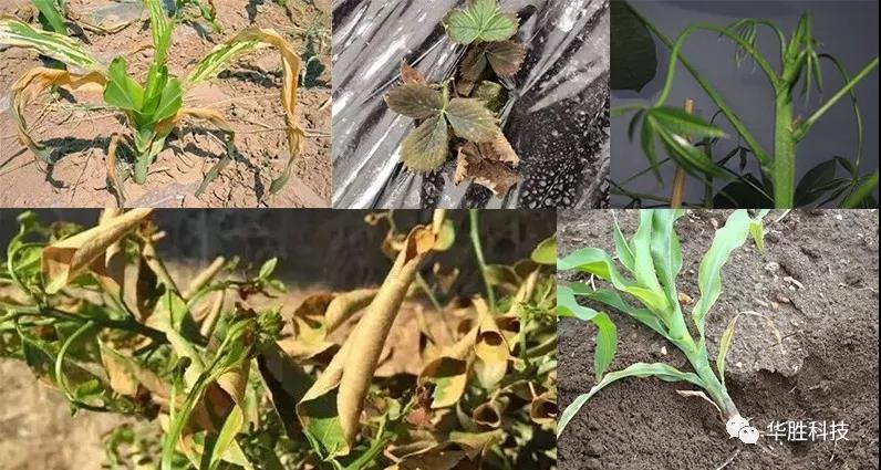 農(nóng)業(yè)種植如何區(qū)分肥害與藥害 農(nóng)業(yè)種植如何區(qū)分肥害與藥害