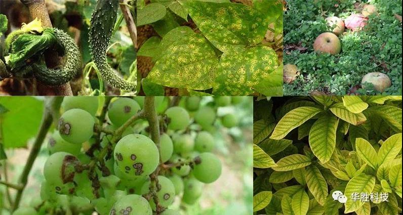 農(nóng)業(yè)種植如何區(qū)分肥害與藥害 農(nóng)業(yè)種植如何區(qū)分肥害與藥害