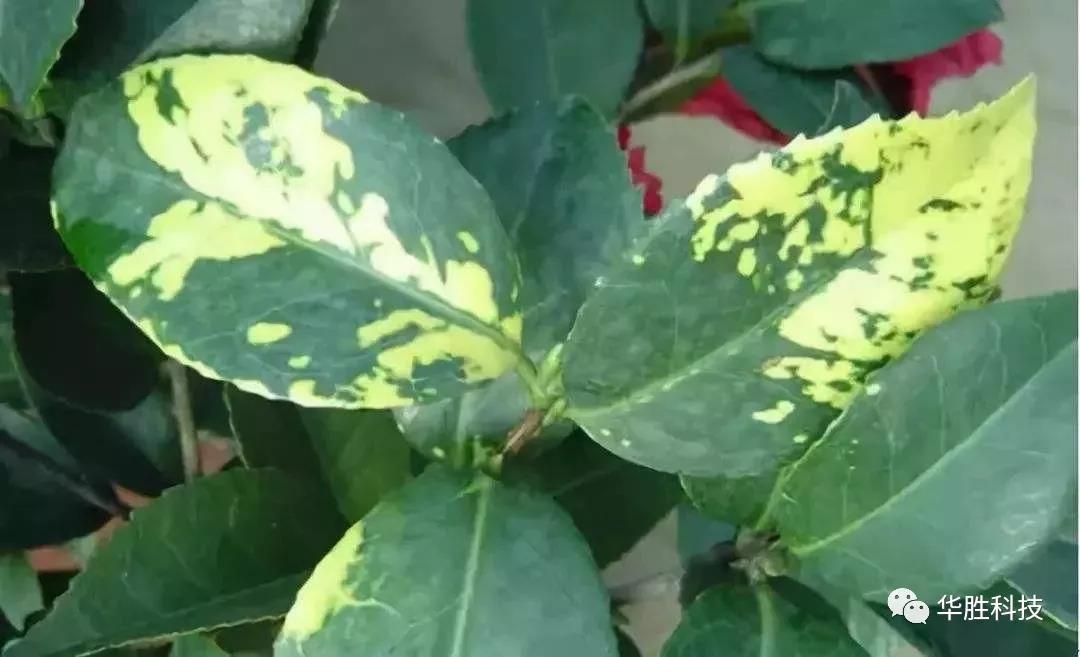 農(nóng)業(yè)種植如何區(qū)分肥害與藥害 農(nóng)業(yè)種植如何區(qū)分肥害與藥害