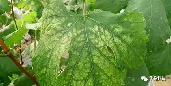 農(nóng)業(yè)種植如何區(qū)分肥害與藥害 農(nóng)業(yè)種植如何區(qū)分肥害與藥害