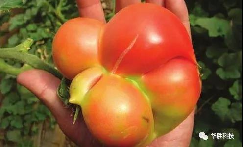 農(nóng)業(yè)種植如何區(qū)分肥害與藥害 農(nóng)業(yè)種植如何區(qū)分肥害與藥害
