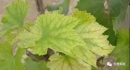 農(nóng)業(yè)種植如何區(qū)分肥害與藥害 農(nóng)業(yè)種植如何區(qū)分肥害與藥害