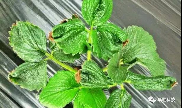 農(nóng)業(yè)種植如何區(qū)分肥害與藥害 農(nóng)業(yè)種植如何區(qū)分肥害與藥害