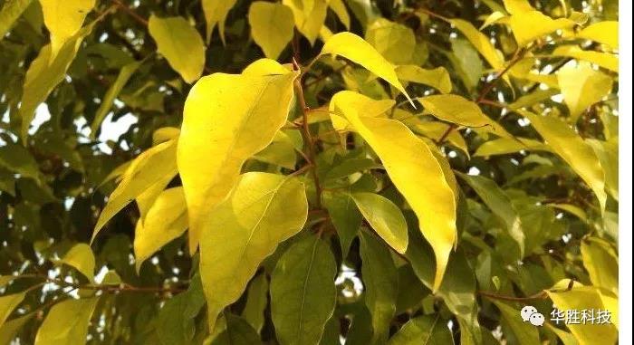 農(nóng)業(yè)種植如何區(qū)分肥害與藥害 農(nóng)業(yè)種植如何區(qū)分肥害與藥害