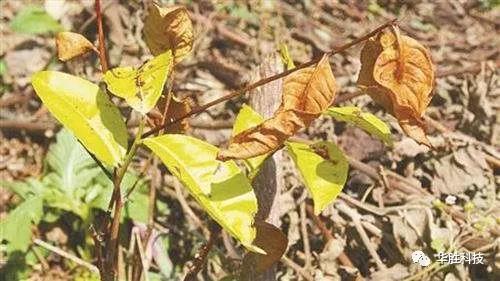 農(nóng)業(yè)種植如何區(qū)分肥害與藥害 農(nóng)業(yè)種植如何區(qū)分肥害與藥害
