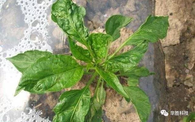 農(nóng)業(yè)種植如何區(qū)分肥害與藥害 農(nóng)業(yè)種植如何區(qū)分肥害與藥害