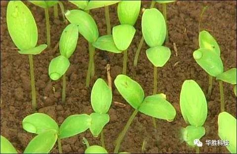 農(nóng)業(yè)種植如何區(qū)分肥害與藥害 農(nóng)業(yè)種植如何區(qū)分肥害與藥害