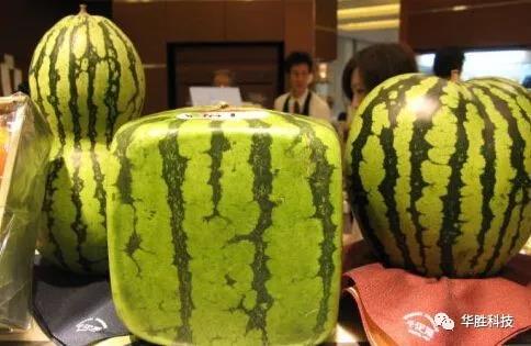 水果種植騙局！農(nóng)民朋友要當(dāng)心了！