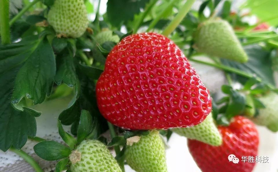溫室草莓底肥如何實(shí)施？