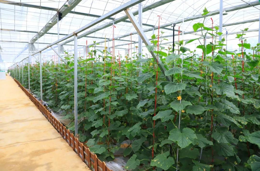 金海湖新區(qū)，智能溫室大棚采用華勝物聯(lián)網(wǎng)水肥一體化設(shè)備實(shí)現(xiàn)智能化灌溉