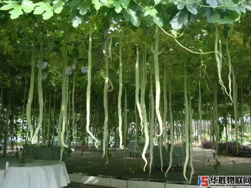 如何無土栽培蔬菜？哪些蔬菜適合無土栽培？無土蔬菜栽培技術(shù)要點(diǎn)