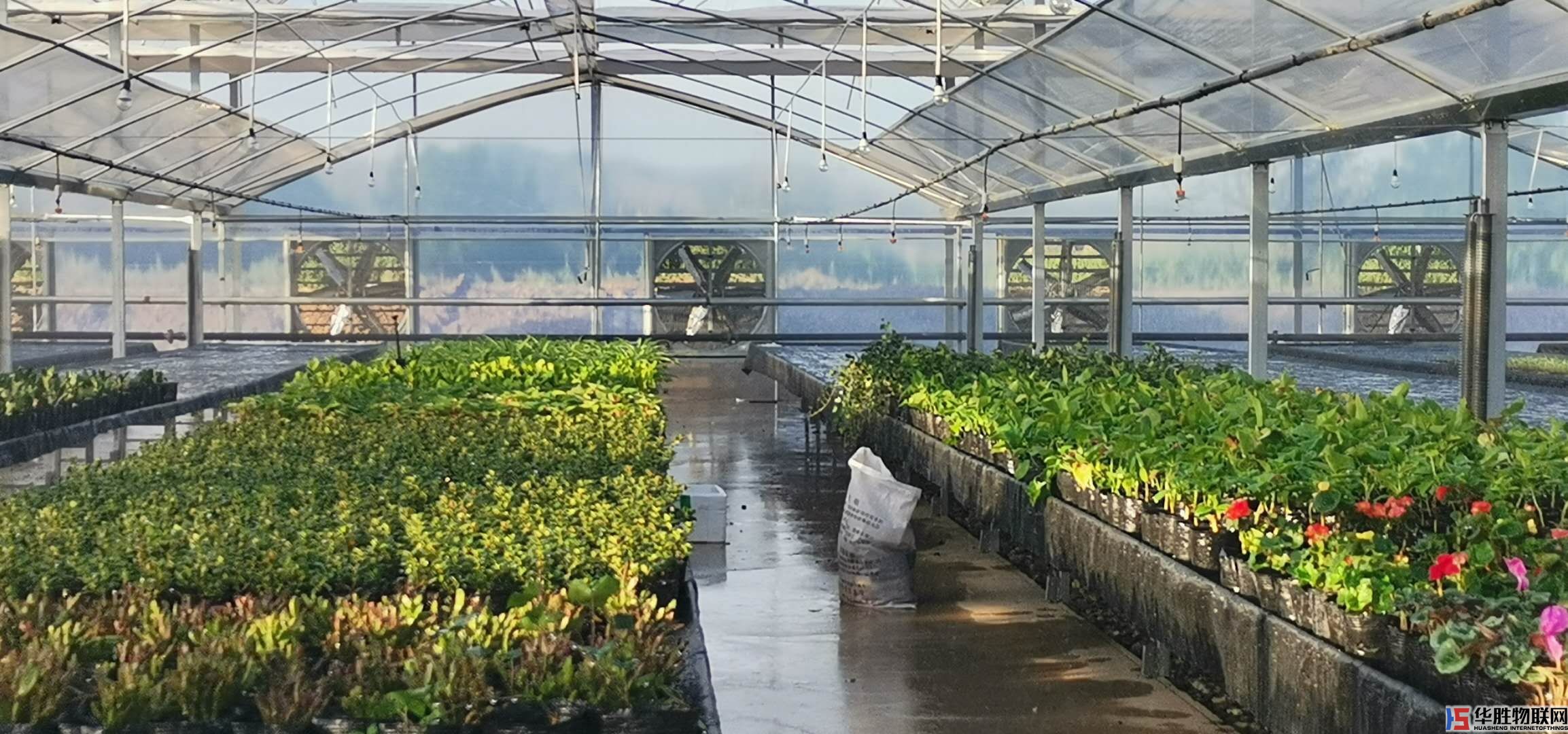 無土栽培技術的必備條件有哪些？