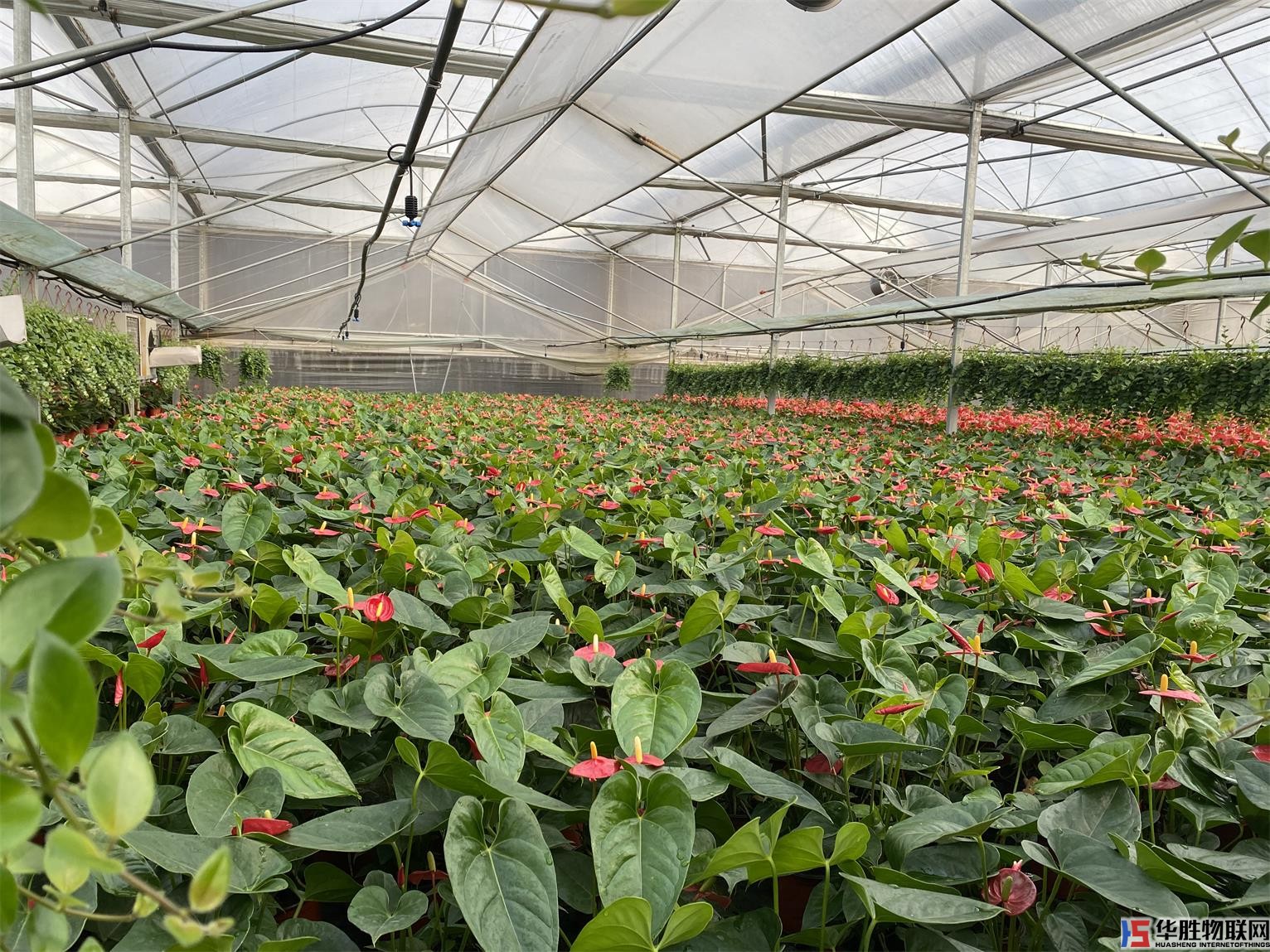 花卉無(wú)土栽培種植 花卉無(wú)土栽培種植