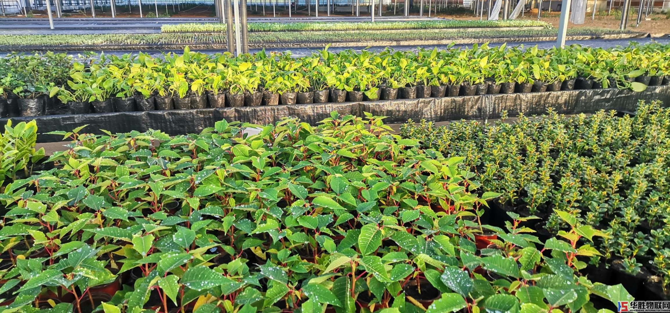 花卉無(wú)土栽培種植 花卉無(wú)土栽培種植
